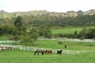 Pasture with Horses