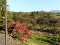 Orchard
